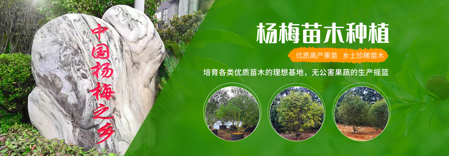 靖州和盈苗木有限公司-靖州縣斷根及移栽楊梅樹苗、桂花樹、柚子樹（黃金貢柚、紅心柚、沙田柚）、黃桃樹、大五星枇杷樹、美國紅楓、紅葉石楠、